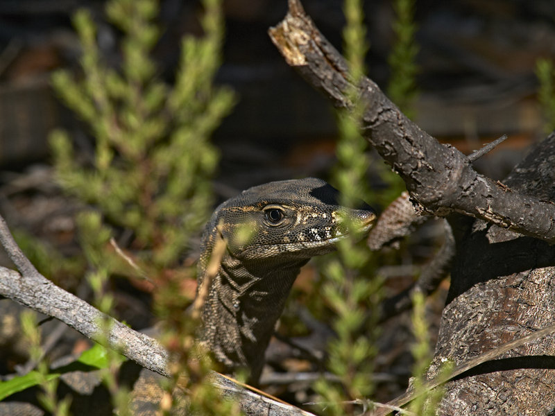 Kangaroo Island, Goanna